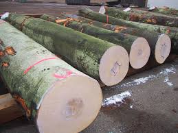 Beech logs felled in Eastern Europe